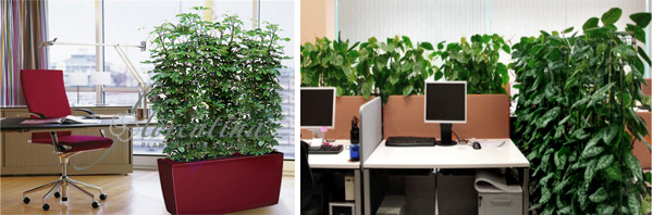 Озеленение офисов, комнатные растения. уход за растениями, зеленые ширмы