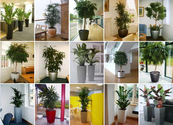 растения дл офисов фото и цены